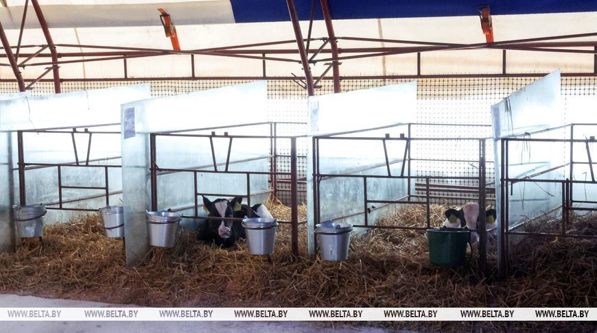 У Беларусі плануюць узвесці 48 сучасных МТК і больш за 500 прафілакторыяў для цялят 