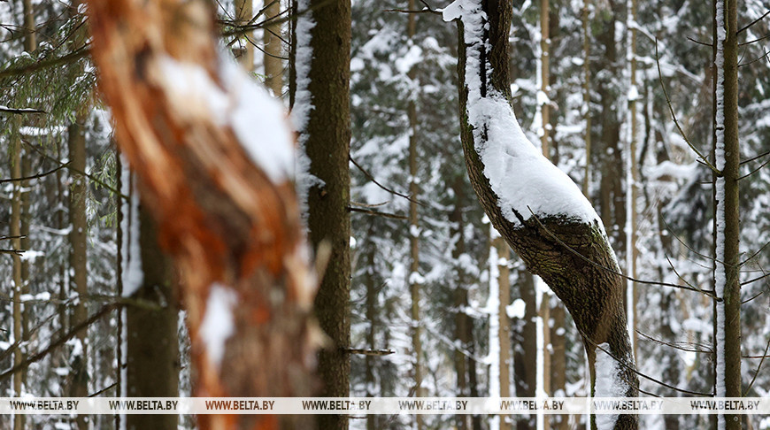 У склад ляснога фонду Беларусі ў гэтым годзе плануюць уключыць 34 тыс. га зямель сельгаспрызначэння