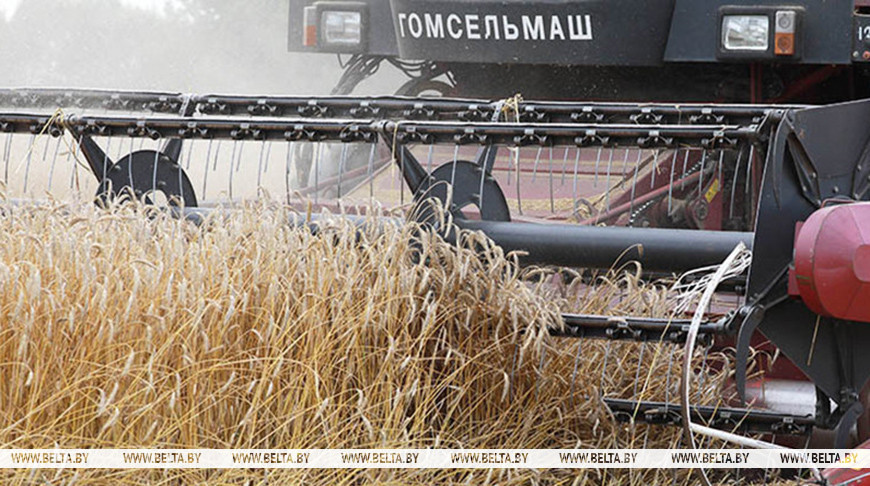 Звыш 11,1 млн т збожжа з улікам рапсу і кукурузы сабралі ў Беларусі